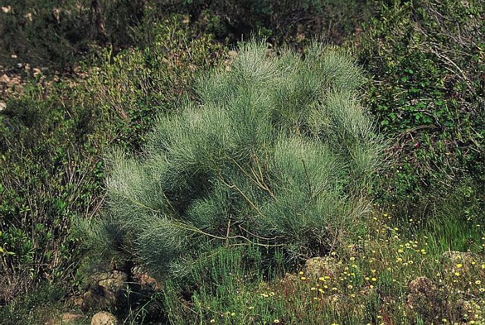 Retama sphaerocarpa subsp. sphaerocarpa  -  SUB-ENDEMISMO IBERICO